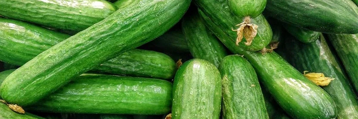 با انواع خیار و تفاوت های آن ها آشنا شوید