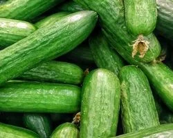 با انواع خیار و تفاوت های آن ها آشنا شوید