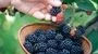 معجزه رفع کم خونی با مصرف این میوه بهاری