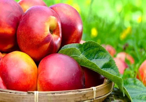 همه چیز درباره خواص شلیل، کالری و مضرات آن + طبع 