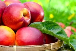 همه چیز درباره خواص شلیل، کالری و مضرات آن + طبع 