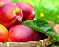 همه چیز درباره خواص شلیل، کالری و مضرات آن + طبع 