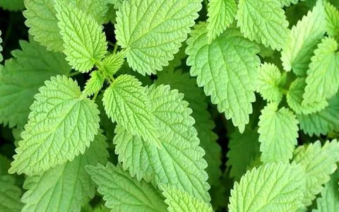 گزنه برای مردان چه خواصی دارد؟ + نحوه مصرف 