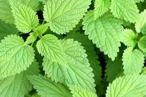 گزنه برای مردان چه خواصی دارد؟ + نحوه مصرف 
