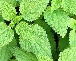 گزنه برای مردان چه خواصی دارد؟ + نحوه مصرف 