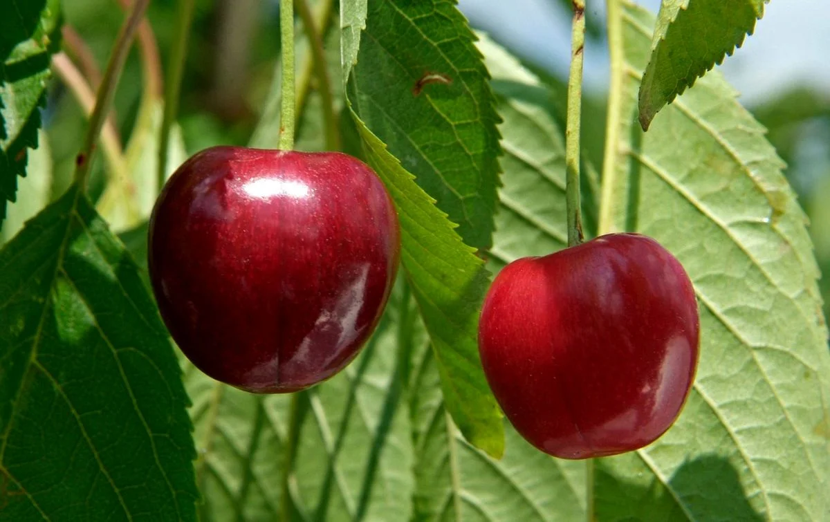 خواص گیلاس