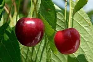همه خواص گیلاس؛ طبع، کالری و فواید آن در طب سنتی