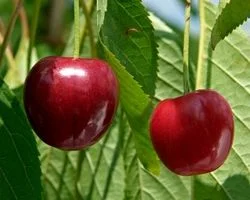 همه خواص گیلاس؛ طبع، کالری و فواید آن در طب سنتی