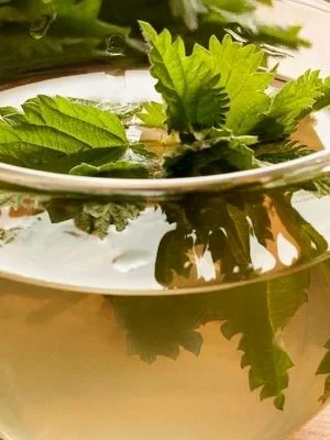 همه خواص دمنوش گزنه + طرز تهیه 