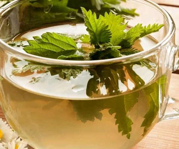 همه خواص دمنوش گزنه + طرز تهیه 