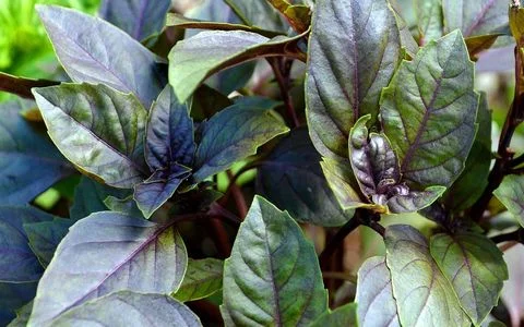 همه چیز درباره خواص ریحان بنفش در طب سنتی + مضرات و طبع