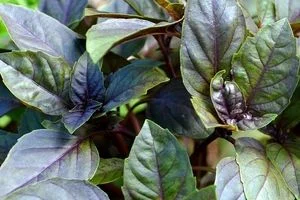 همه چیز درباره خواص ریحان بنفش در طب سنتی + مضرات و طبع