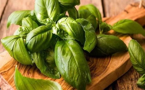 آشنایی کامل با ریحان؛ خواص و مضرات آن + شیوه مصرف 