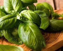 آشنایی کامل با ریحان؛ خواص و مضرات آن + شیوه مصرف 