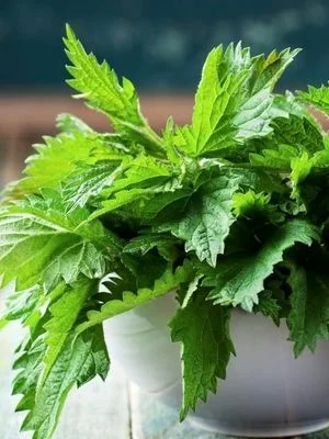 علت خارش و سوزش گزنه چیست؟ + درمان گزنه گزیدگی