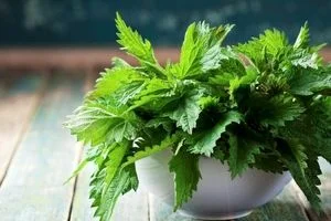 علت خارش و سوزش گزنه چیست؟ + درمان گزنه گزیدگی