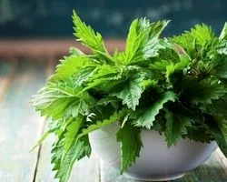 علت خارش و سوزش گزنه چیست؟ + درمان گزنه گزیدگی