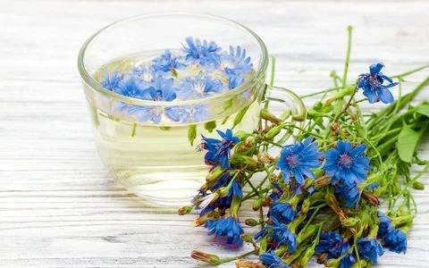 عرق کاسنی و صفر تا صد خواص درمانی آن  + طبع 