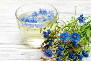 عرق کاسنی و صفر تا صد خواص درمانی آن  + طبع 