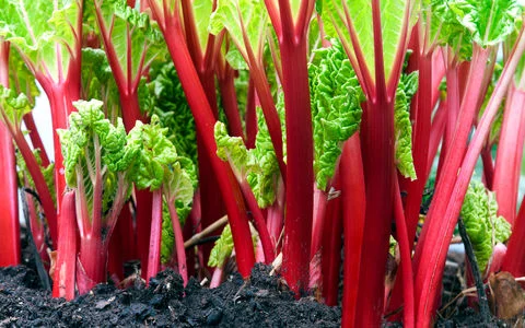 آشنایی کامل با ریواس؛ خواص، مضرات و طبع آن + شیوه مصرف