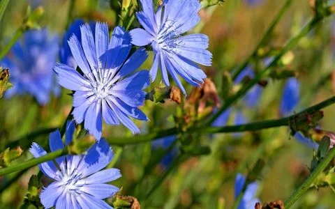 همه چیز درباره گیاه کاسنی و خواص باورنکردنی آن + طبع و شیوه مصرف