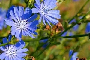 همه چیز درباره گیاه کاسنی و خواص باورنکردنی آن + طبع و شیوه مصرف