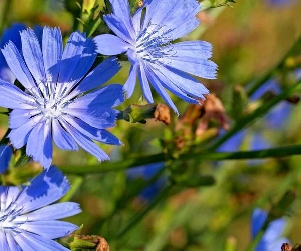 همه چیز درباره گیاه کاسنی و خواص باورنکردنی آن + طبع و شیوه مصرف