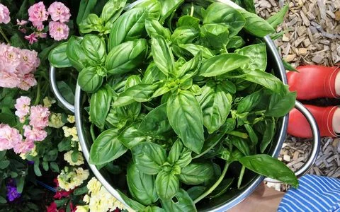 شیوه های نگهداری از ریحان برای استفاده طولانی مدت