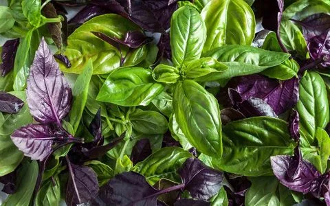 ریحان در بارداری چه خواص و مضراتی دارد؟