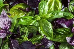 ریحان در بارداری چه خواص و مضراتی دارد؟