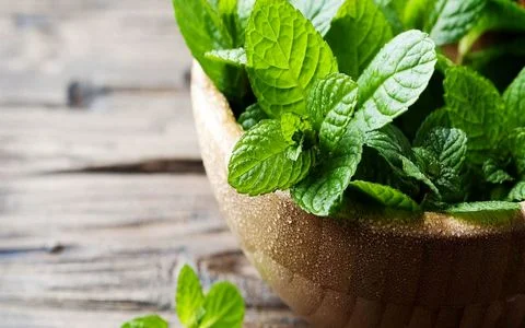 همه چیز در مورد پونه؛ از خواص دارویی تا هشدارهای مصرف + طبع و کالری