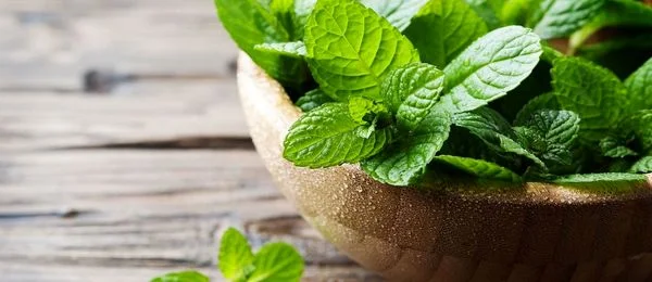همه چیز در مورد پونه؛ از خواص دارویی تا هشدارهای مصرف + طبع و کالری