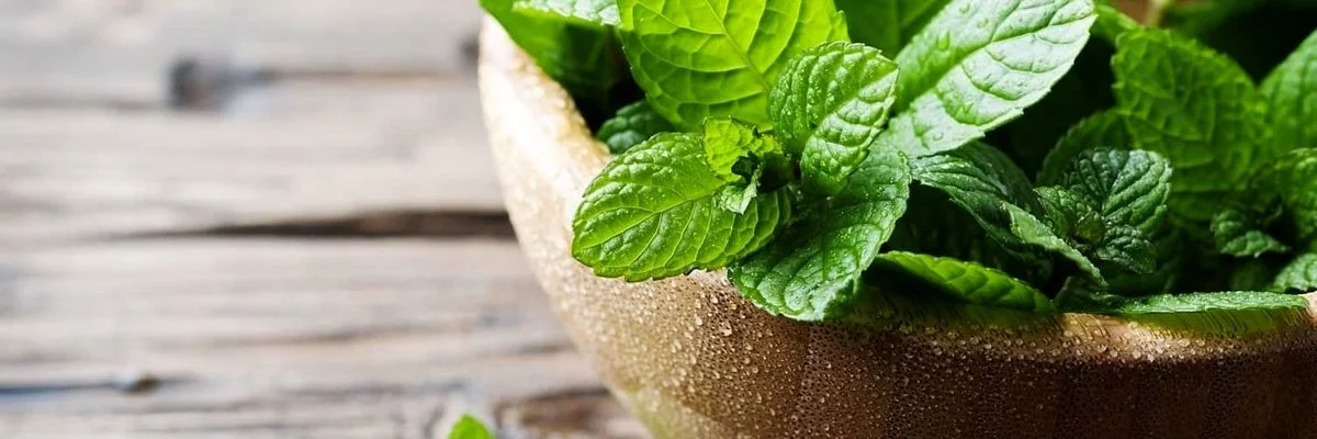 همه چیز در مورد پونه؛ از خواص دارویی تا هشدارهای مصرف + طبع و کالری