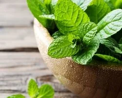 همه چیز در مورد پونه؛ از خواص دارویی تا هشدارهای مصرف + طبع و کالری