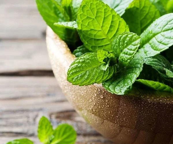 همه چیز در مورد پونه؛ از خواص دارویی تا هشدارهای مصرف + طبع و کالری